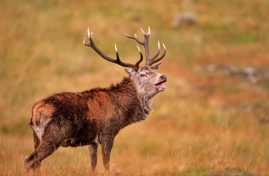 Photograph of a mature red deer stag standing in golden grassland, likely during rutting season. Stag has large branching antlers, reddish-brown fur, and open mouth, with softly blurred natural background.