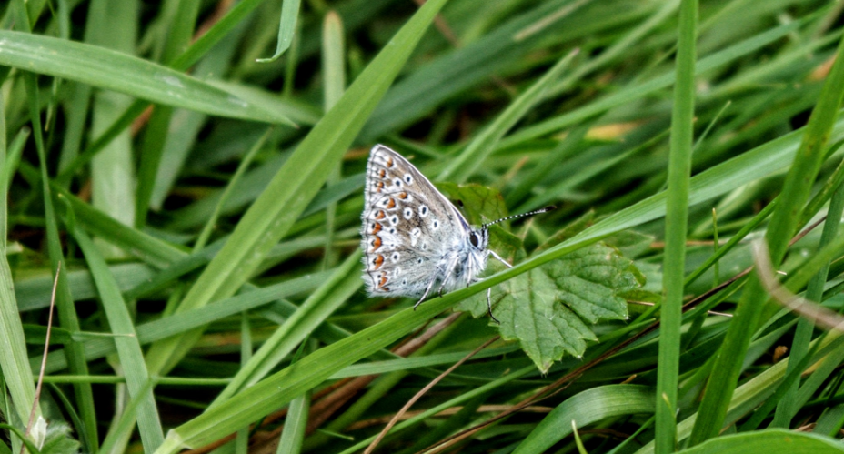 Although widespread, there have been local declines in the range of the common blue butterfly, which is found in a variety of habitats, especially sunny, sheltered spots, including road verges.
