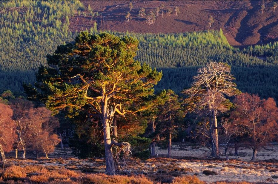 Landscape photograph showing widely spaced mature Scots pine and smaller deciduous trees and heather ground cover. Golden sunlight highlights a broad evergreen pine and leafless trees against dense green forest, reddish hills, and textured ground cover.