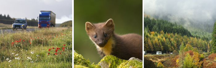 Landscape and biodiversity | Transport Scotland