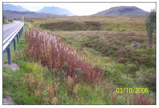 Figure 8.1 Semi-improved acid grassland verges with many species that would not be locally present without the embankment and road.  