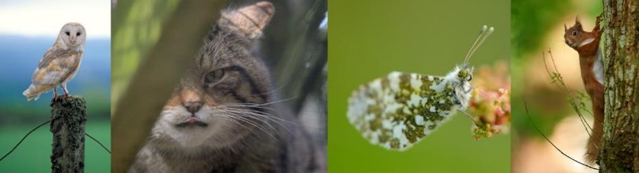Four-panel wildlife photograph collage showcases animal and insect portraits in natural habitats. Panels feature a barn owl perched on a stump, a Scottish wildcat, and orange-tip butterfly on flowering foliage, and red squirrel clinging to a tree trunk.