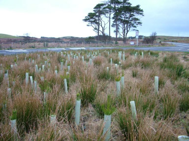 Scots pine planted in central island