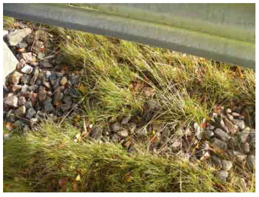 Figure 2 Weed growth in filter drain along Northbound Carriageway