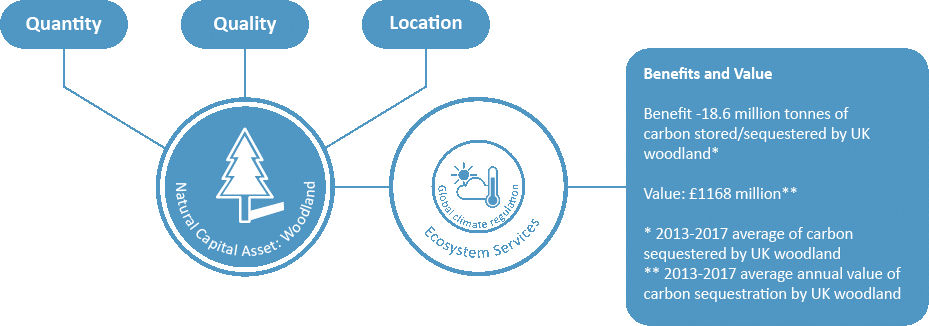 Figure 1-1: Logic Chain example (global climate regulation by woodland) used for assessing natural capital assets