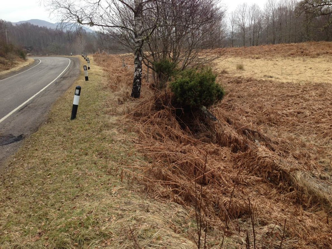 Single track road passing to the left of juniper bushes