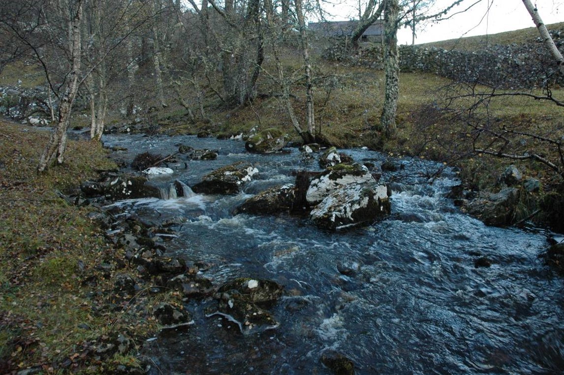 Stream passing through woodland