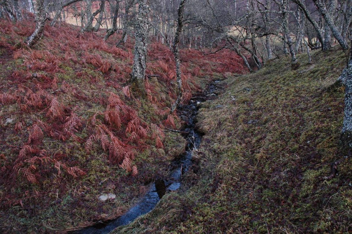 Small woodland stream