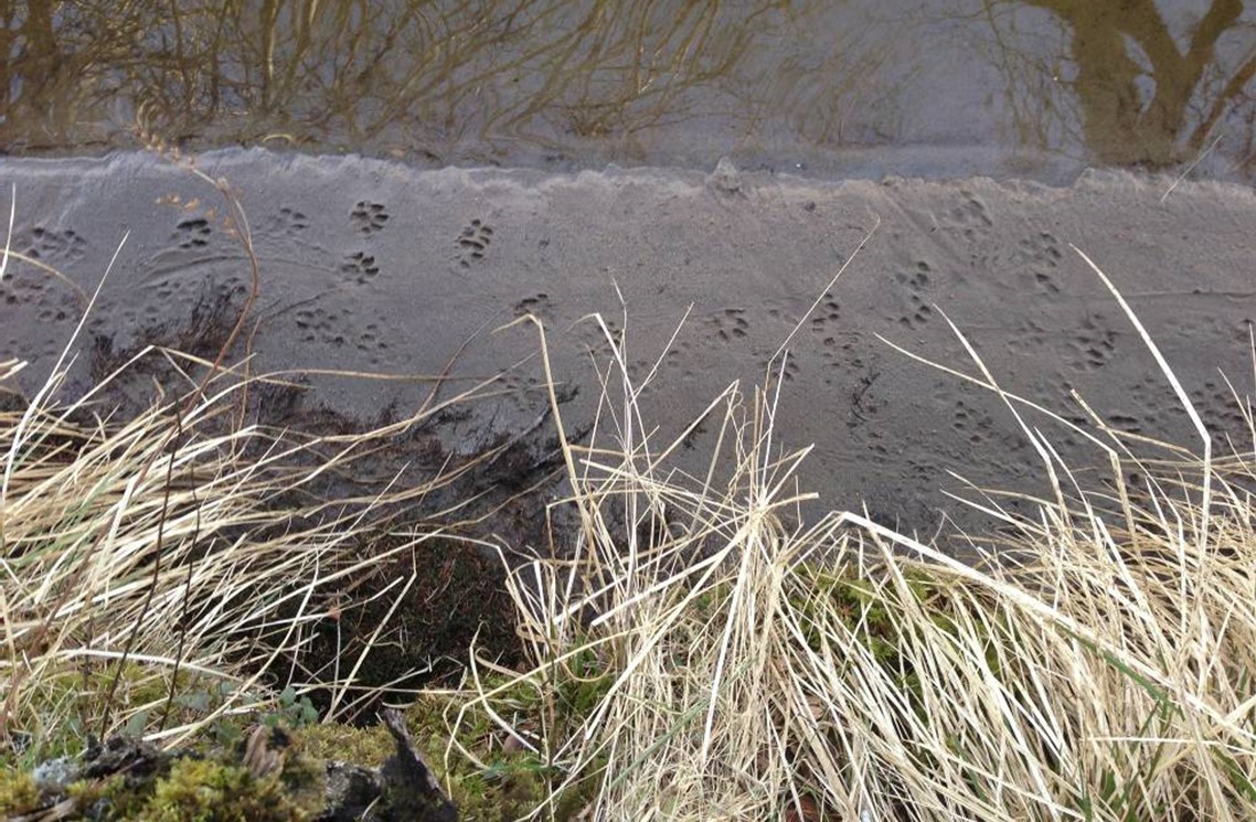 Otter footprints in wet sand