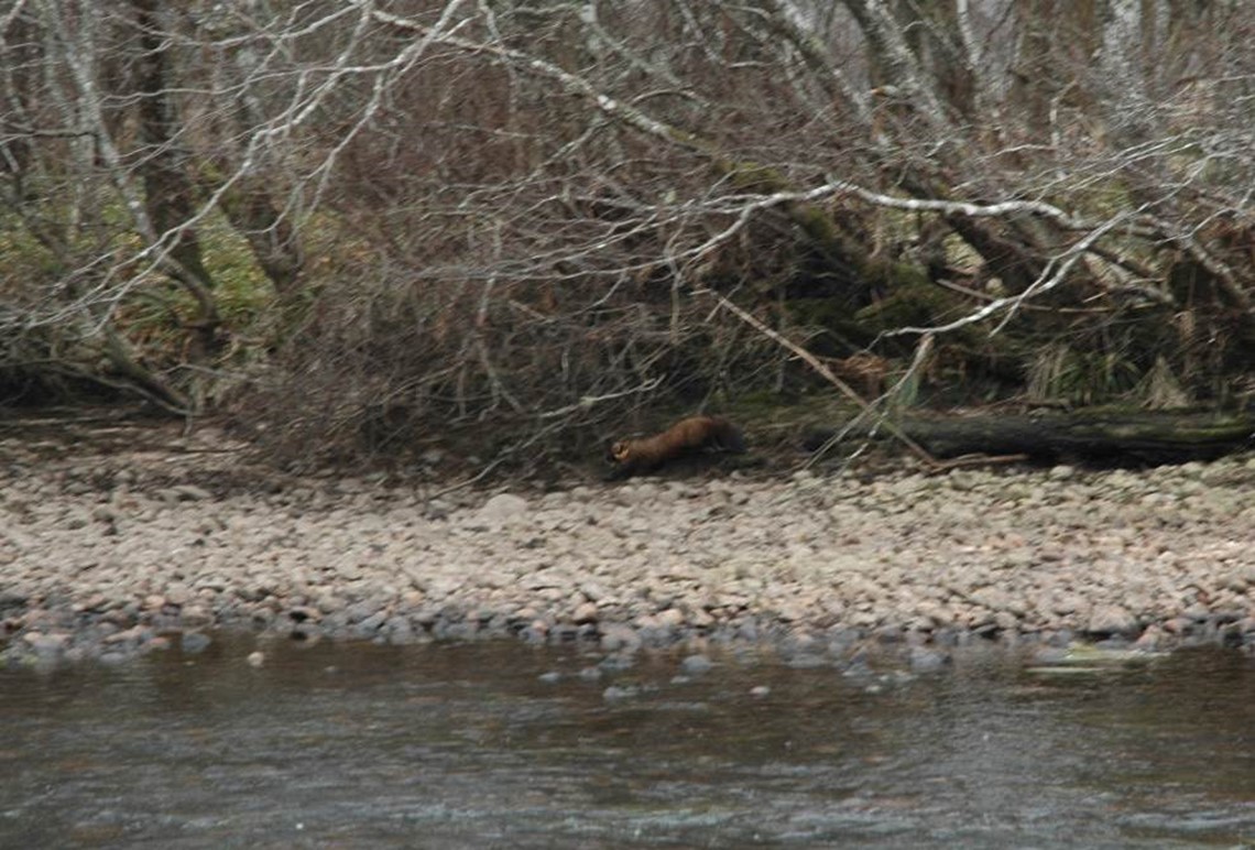 Pine Marten on small island in river