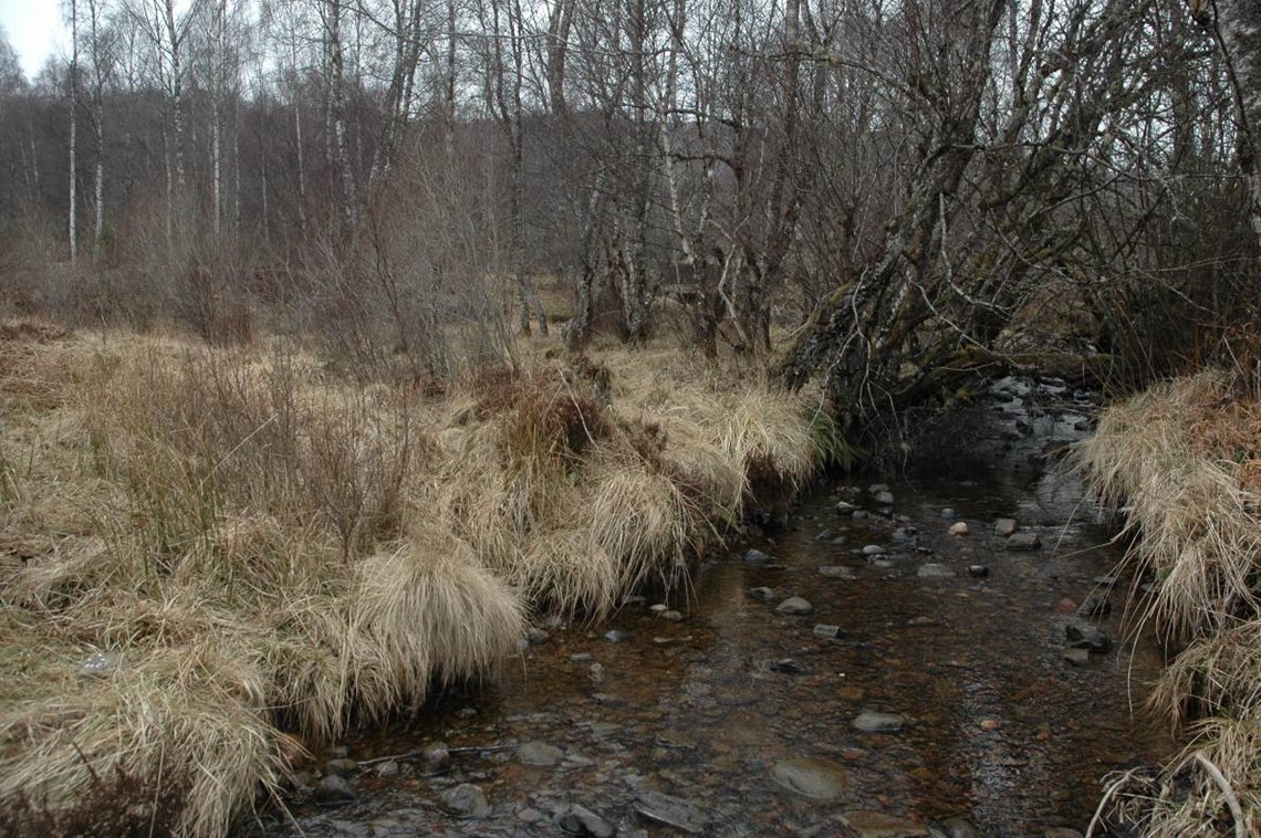 Small woodland river