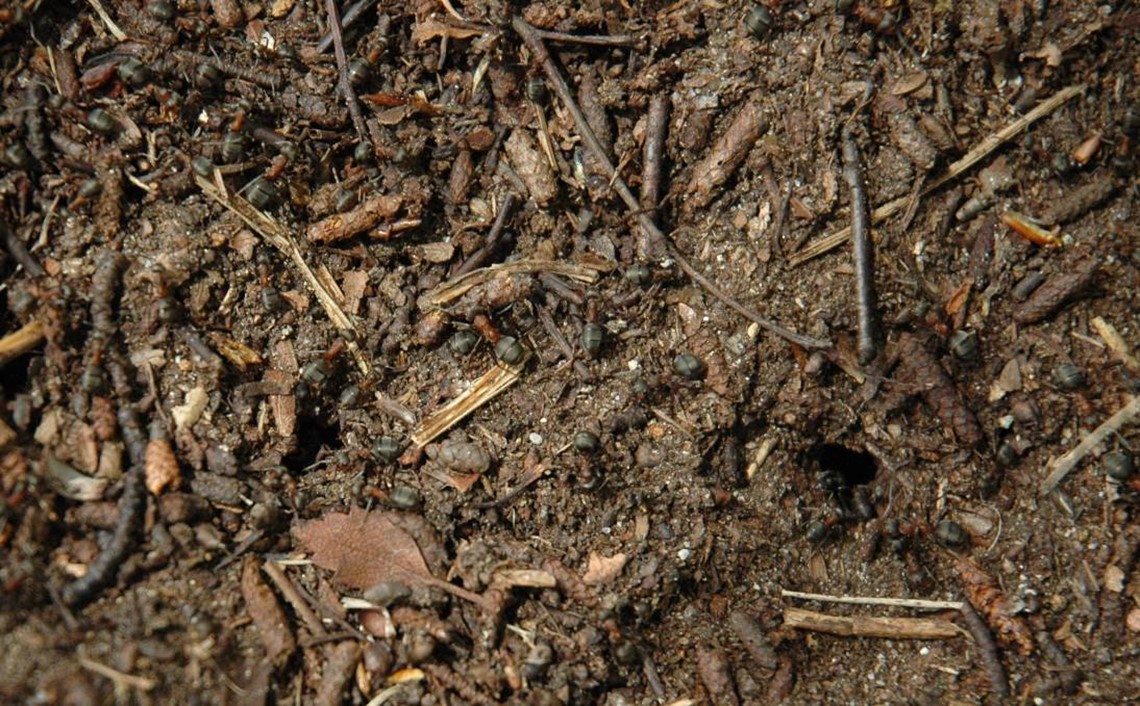 Wood ants on surface of their nest