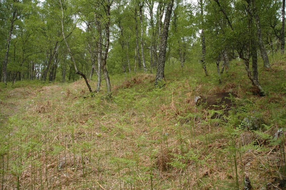 Wood ant nests in birch woodland