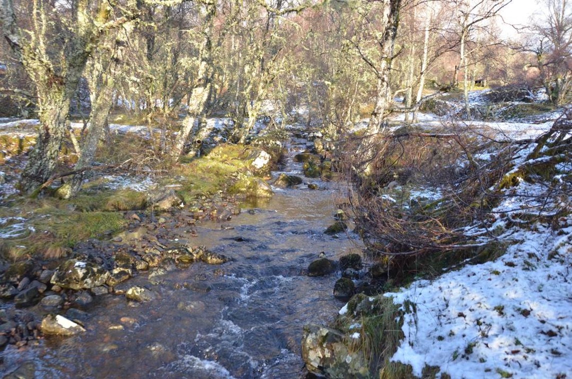 River passing through woodland