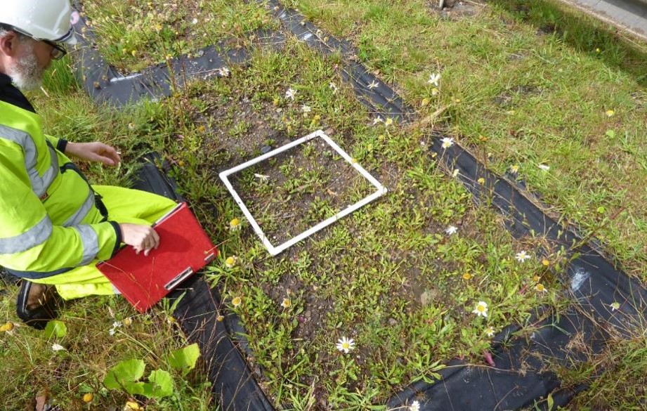 Photograph showing field ecologist  in high-visibility clothing holding a red clipboard and surveying vegetation within a white quadrat frame. Black ground-cover fabric delineates a rectangular plot of low-growing flowering plants.