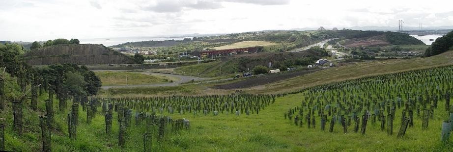 Panoramic landscape photograph showing a newly planted woodland across rolling green hills. Neat rows of mesh tree shelters fill foreground, with wooded slopes, scattered homes, roads, and sea and cloudy sky forming background, against which the towers of a distant suspension bridge are visible.