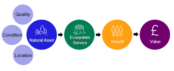 Figure 23 Logic chain characterising the Natural Capital, as described in text below