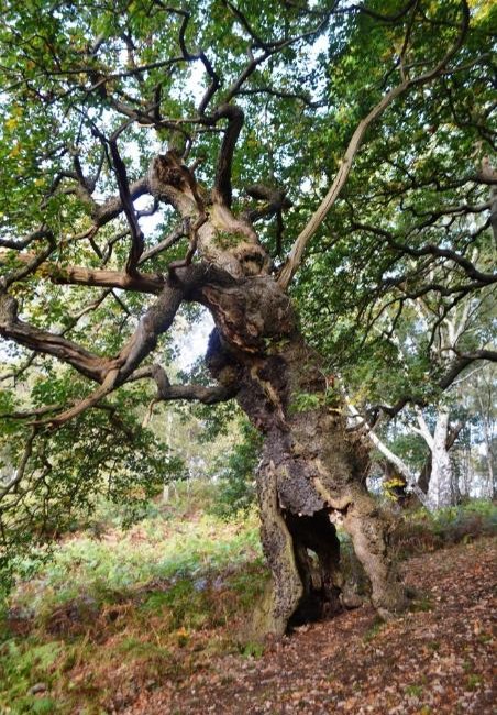 Photograph showing an ancient, gnarled oak tree with massive twisted branches and a hollow trunk. Woodland floor features fallen leaves, ferns, and undergrowth beneath a dense green canopy.