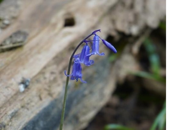 A single stalk of purple-blue Scottish bluebell flowers against a softly blurred background of a decaying tree trunk  and woodland ground cover vegetation .