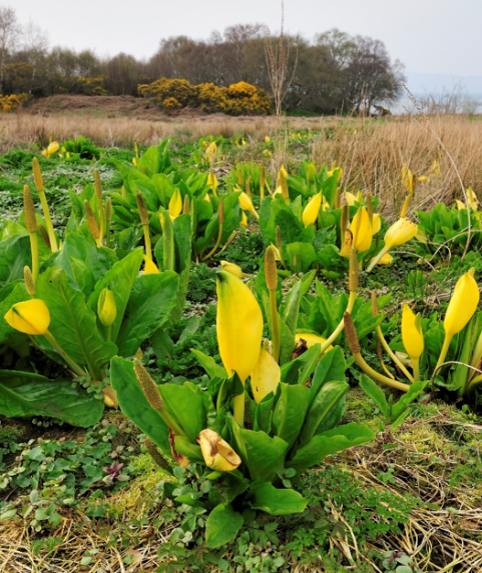 Photograph of clumps of striking yellow 'hoods' of North American skunk cabbage plants with lush green leaves at the base, growing among reeds in a wet meadow, with yellow flowering gorse and leafless trees in the background. The large bright yellow 'hoods' that look like flowers are actually specialised leaves called spathes.