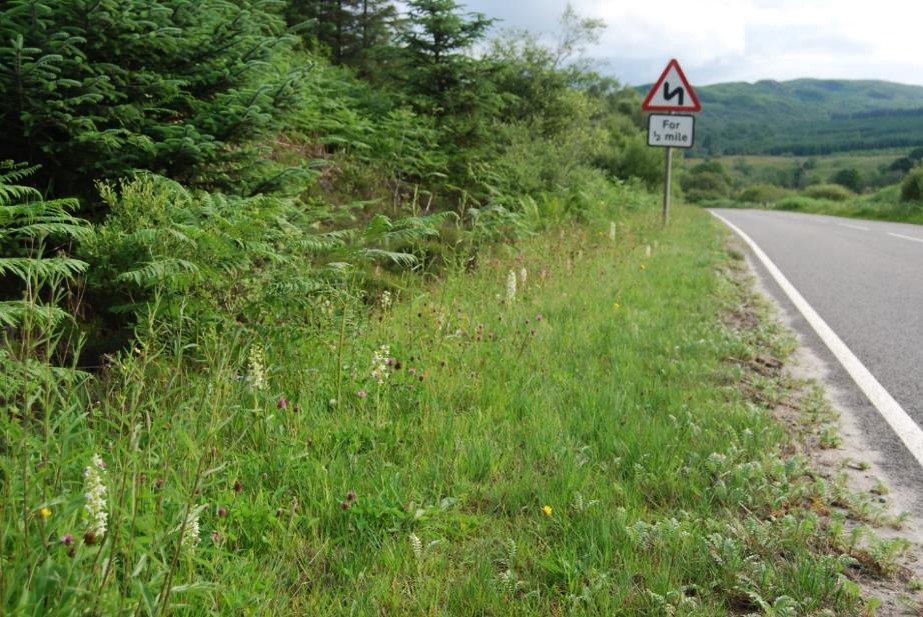 A road verge with wildflowers including pale coloured orchid flower spikes extending above the grass. The verge is backed by ferns and young trees. There is a red fringed triangular road sign indicating a zig-zag bend to follow. In the middle-ground the road disappears over a crest with distant green forested hills beyond.