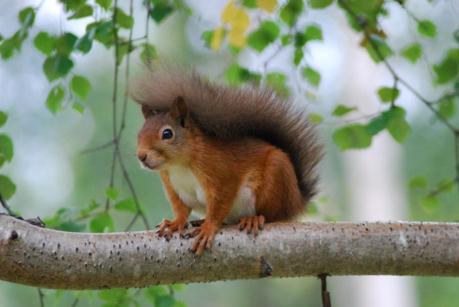 An image of a red squirrel crouched on the silvery-grey branch of a birch tree with light green leaves behind. The background beyond is blurred.