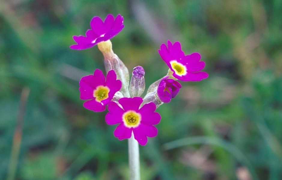 Photograph of a pink-purple Scottish primrose flower cluster rising on a slender stalk amid green foliage. Several open blooms with yellow centres surround unopened buds, set against a softly blurred natural background.