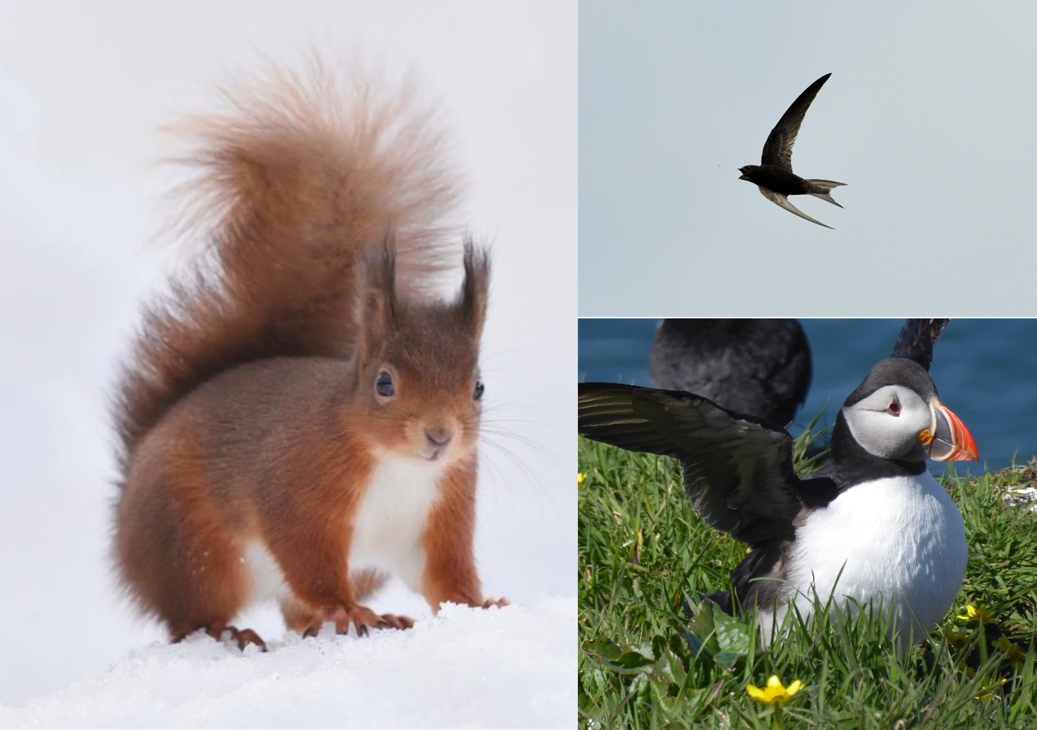 Three panel montage of threatened Scottish wildlife including a bushy tailed red squirrel with tufted ears and white belly in the snow, a flying swift with its beak open silhouetted against the grey sky and a puffin with its wings open sitting on a grassy clifftop with yellow flowers.