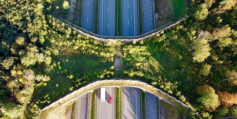 Aerial photograph shows a vegetated wildlife overpass crossing a road through dense forest. Curved barrier fences frame green habitat and a central dirt path, while multiple road lanes and a red vehicle appear below.