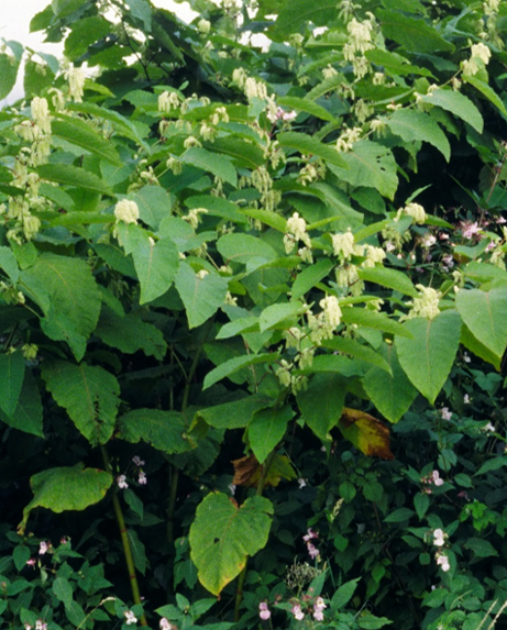 Photographs showing invasive non-native plant species Japanese knotweed with broad green leaves and pale hanging flower  clusters, and Himalayan balsam with scattered pink-white blossoms.