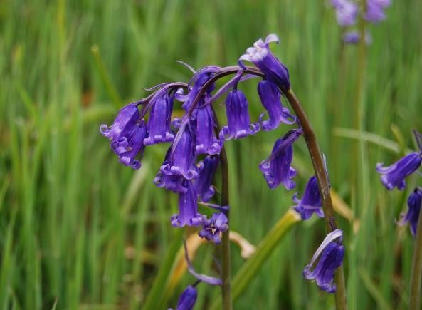 Photograph of drooping purple-blue Scottish bluebell flowers clustered along slender, arching stems in a lush green meadow. Soft-focus grasses and distant blossoms create a natural woodland setting, highlighting bell-shaped blooms and delicate curling petals.