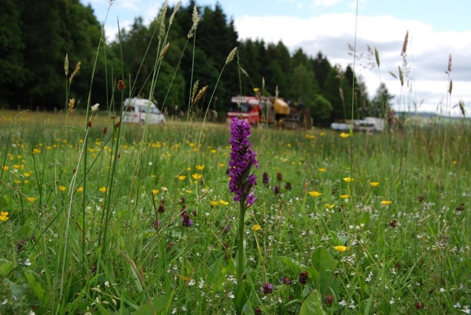 Northern marsh-orchids growing on the verge of the A9 near Pitlochry.