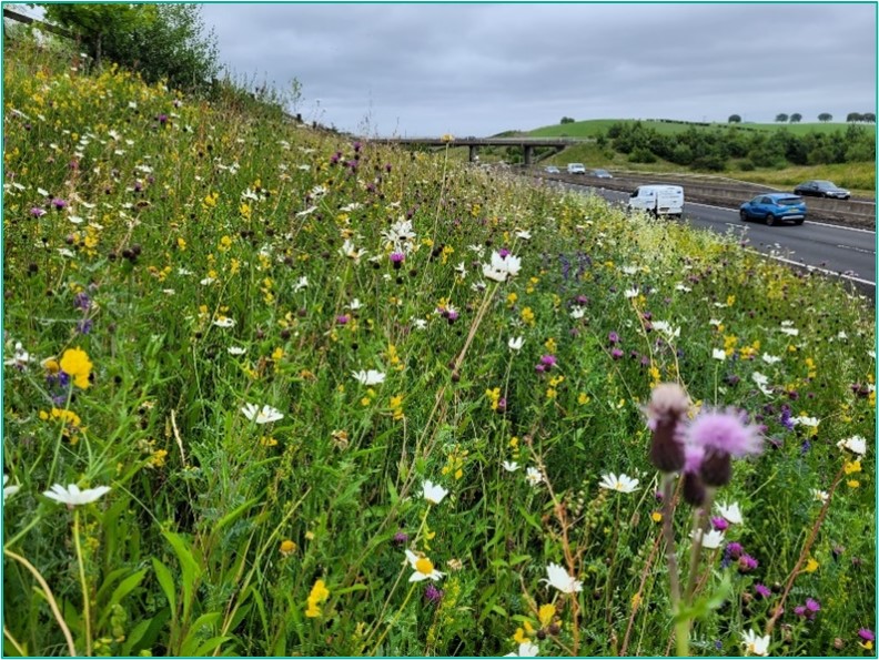 Figure 8-1: Example of successful wildflower seeding along verges on the M80